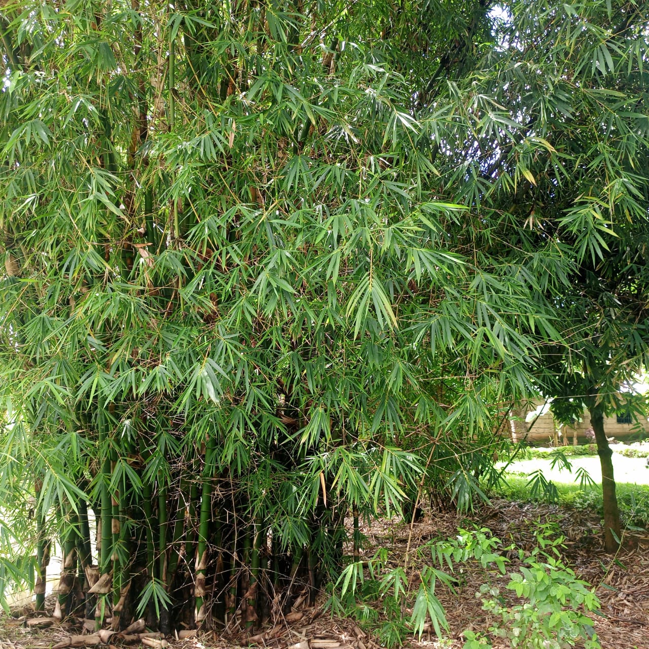 Environment 3